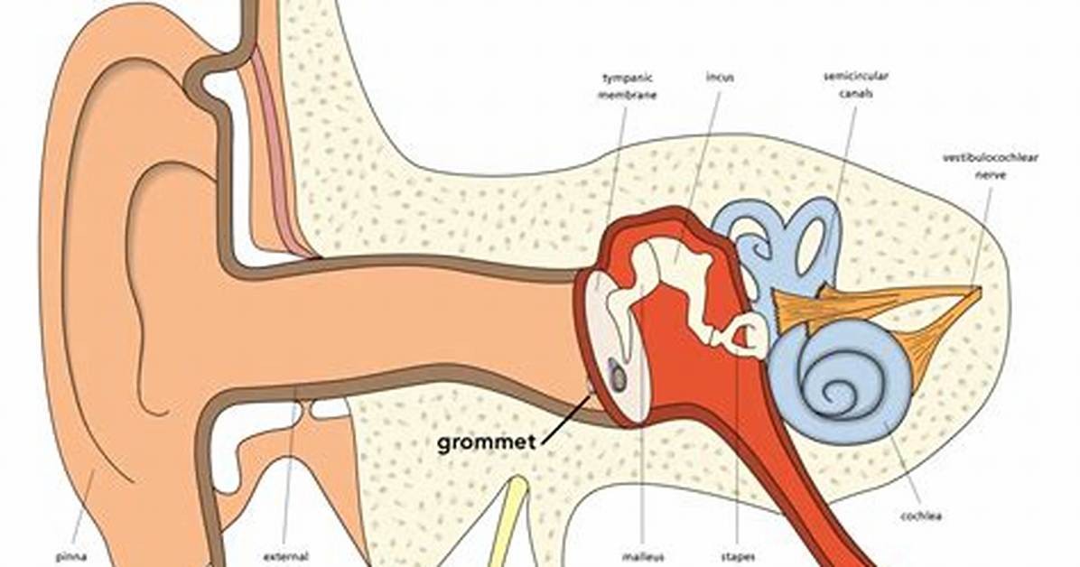 Where Do Grommets Go?