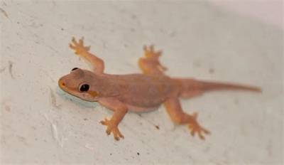 Where Do Lizards Go at Night?
