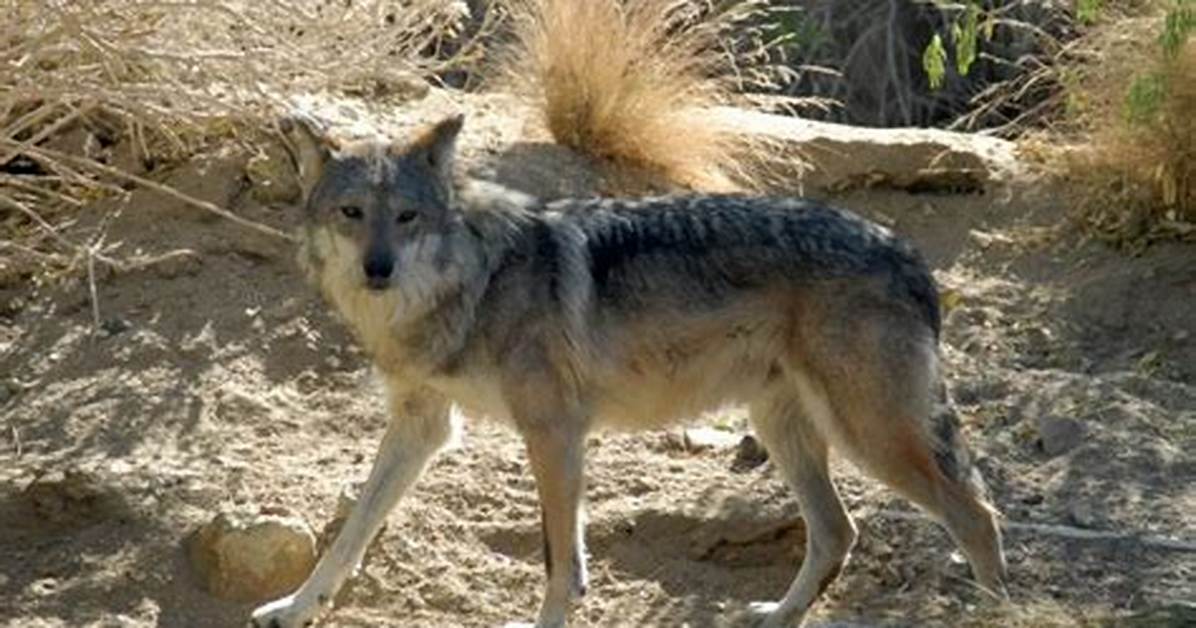 Where Do Mexican Grey Wolves Live