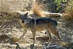 Where Do Mexican Grey Wolves Live