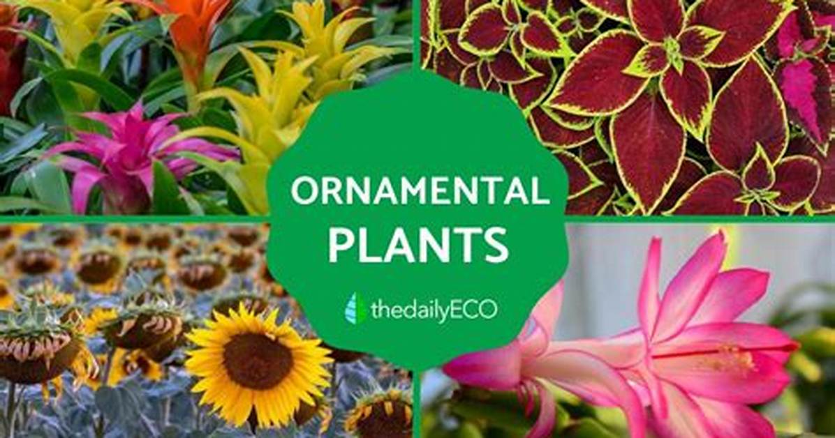 Where Do Ornamental Plants Grow?