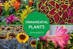 Where Do Ornamental Plants Grow?