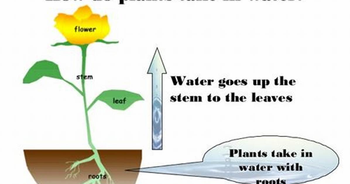 Where Do Plants Get Water