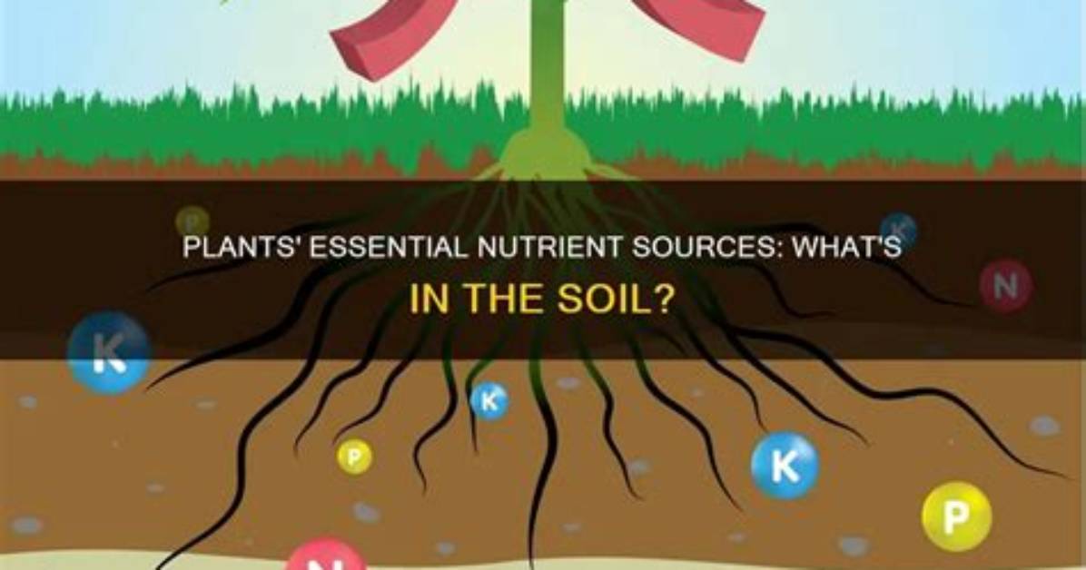 Where Do Plants Get