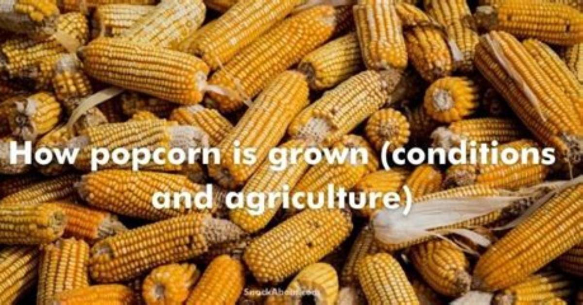 Where Do Popcorn Kernels Come from?