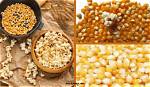Where Do Popcorn Kernels Come from?