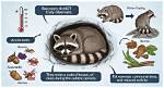 Where Do Raccoons Hibernate?
