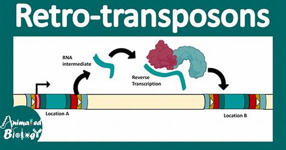 Where Do Retrotransposons Come from?