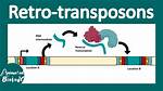 Where Do Retrotransposons Come from?