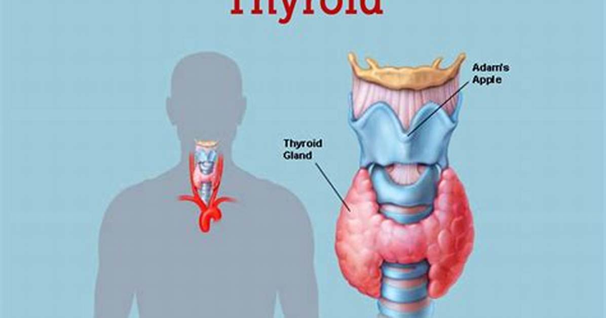 Where Do Thyroid Come from?