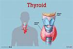 Where Do Thyroid Come from?