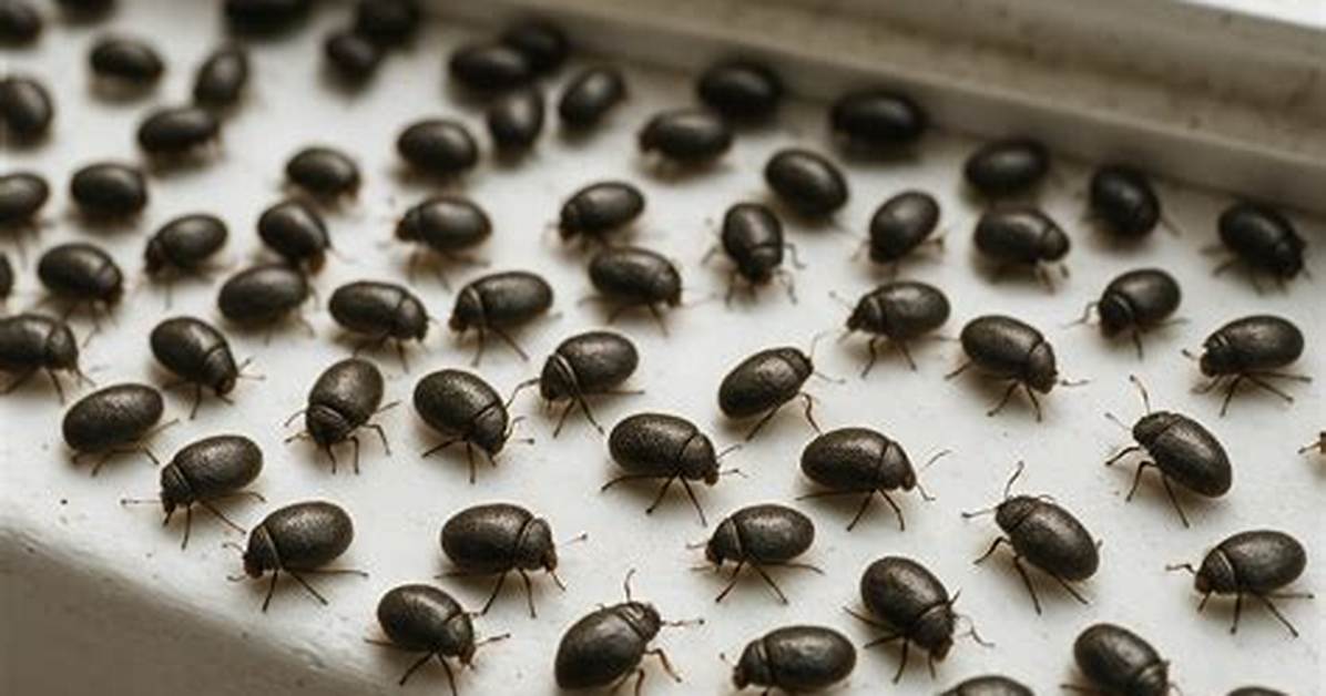 Where Do Tiny Black Bugs Come from?