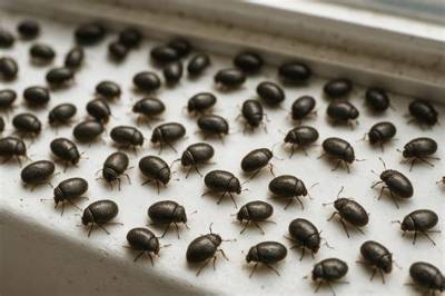 Where Do Tiny Black Bugs Come from?