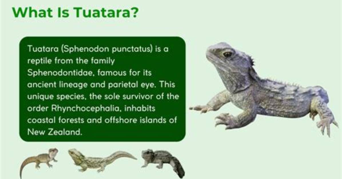 Where Do Tuataras Live?