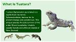 Where Do Tuataras Live?