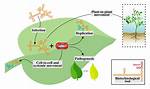 Where Do Viroid Come from?