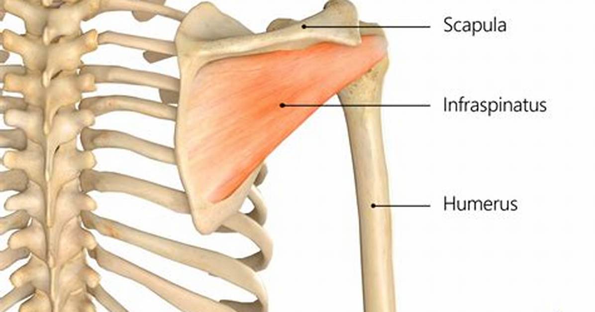 Where Do You Find Infraspinous Fossa?