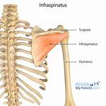Where Do You Find Infraspinous Fossa?