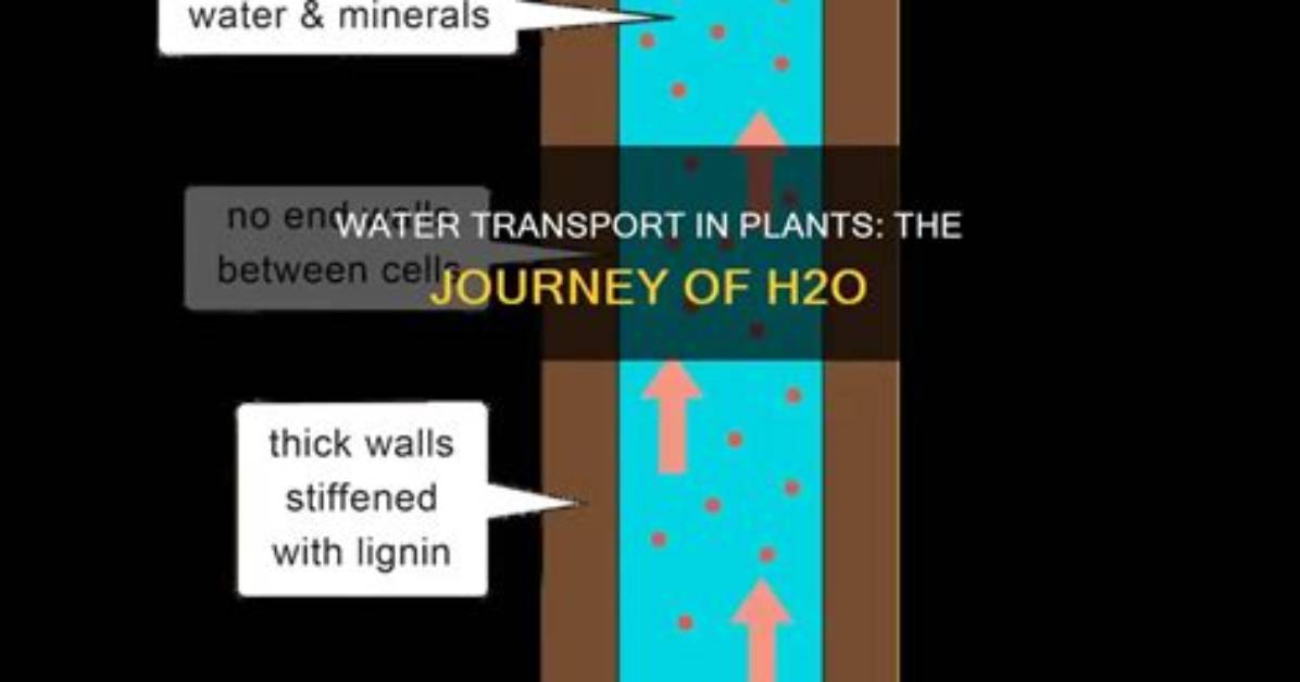 Where Does H2O Take Place