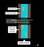 Where Does H2O Take Place