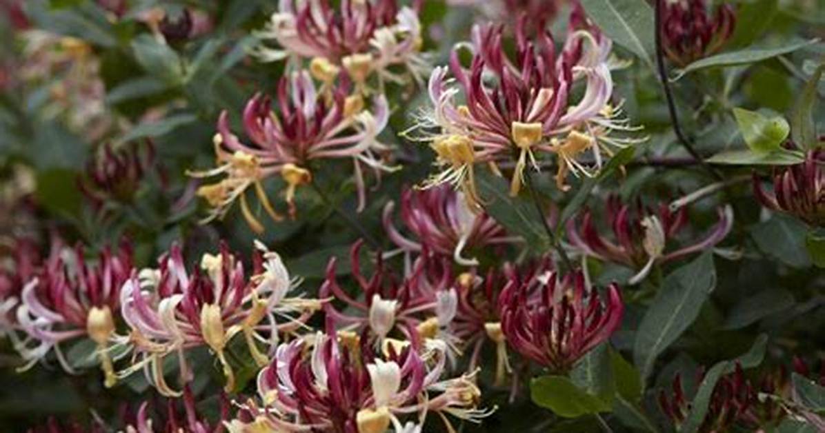 Where Does Honeysuckle Grow Best?