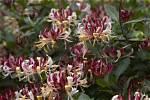 Where Does Honeysuckle Grow Best?