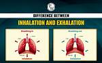 Where Does Inhalation Mean?