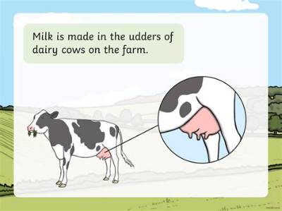 Where Does Milk Come out of a Woman?