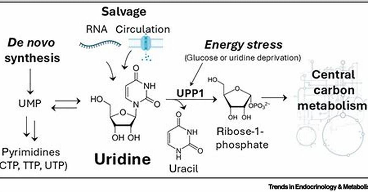 Where Does Uridine Come from?