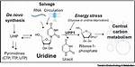 Where Does Uridine Come from?