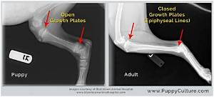 Where Is a Dog's Growth Plate?
