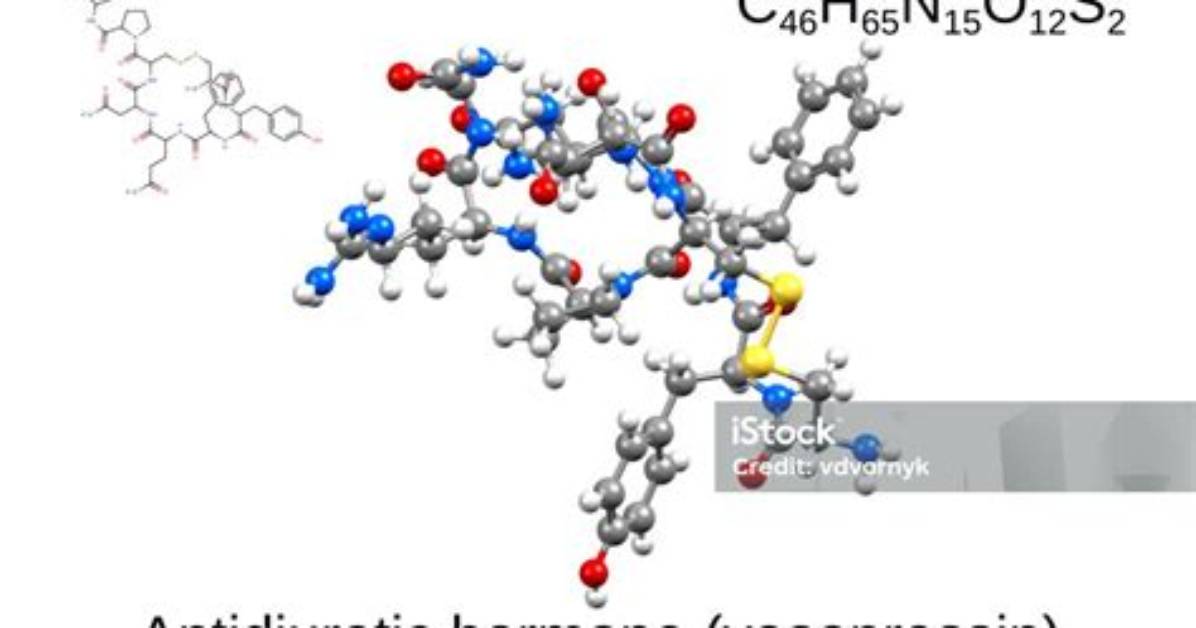 Where Is Antidiuretic Hormone Synthesized and Where Does It Act?
