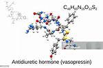 Where Is Antidiuretic Hormone Synthesized and Where Does It Act?
