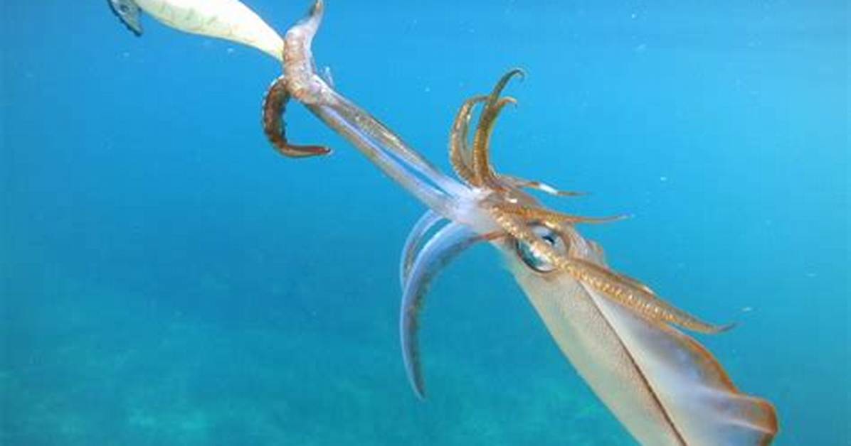Where Is Calamari Caught?