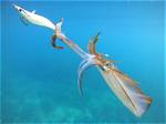 Where Is Calamari Caught?