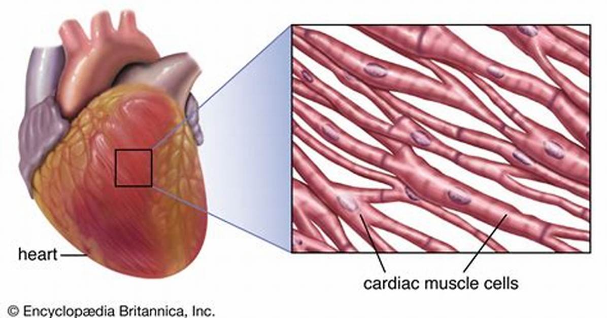 Where Is Cardiac Muscle Found?