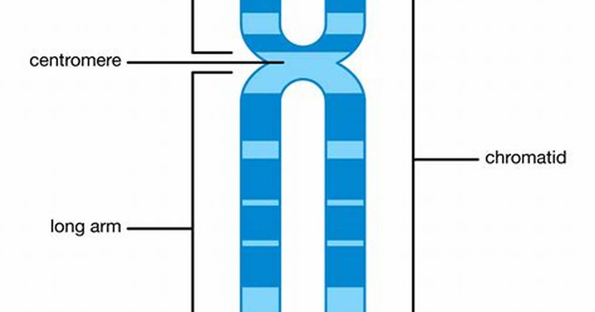 Where Is Chromatid Located?