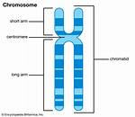 Where Is Chromatid Located?