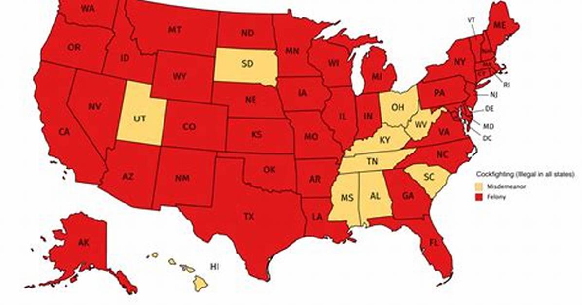 Where Is Cockfighting Legal in the United States?