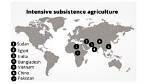 Where Is Intensive Subsistence Agriculture Practiced? Why There?
