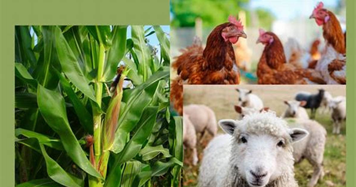 Where Is Mixed Crop and Livestock Farming Common