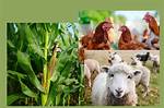 Where Is Mixed Crop and Livestock Farming Common