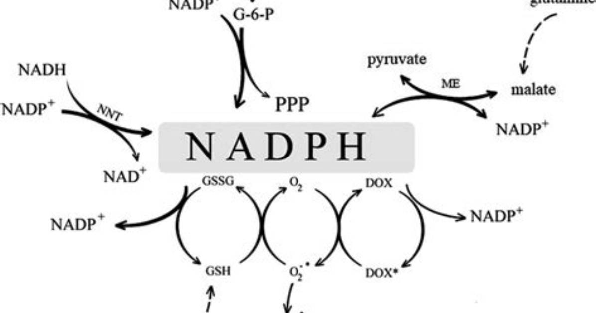 Where Is Nadph Produced - Lisbd-Net. Com