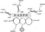 Where Is Nadph Produced - Lisbd-Net. Com