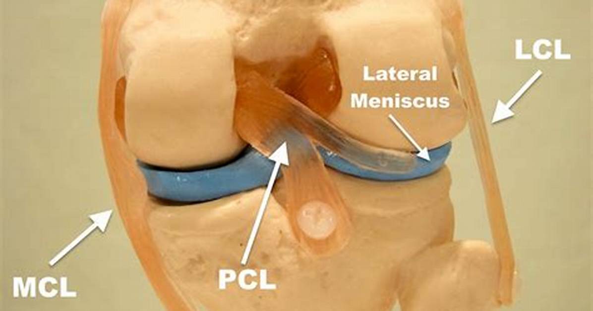 Where Is Pcl Located?