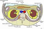 Where Is Perinephric Fluid Found?