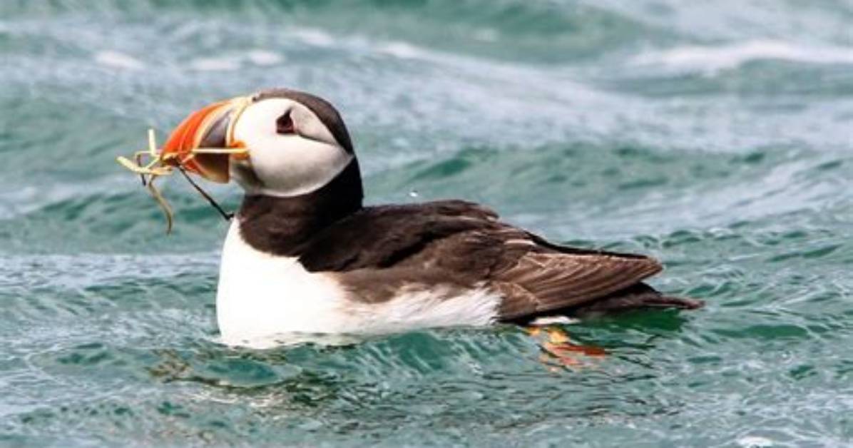 Where Is Puffin Island Uk?