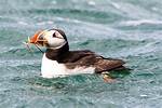 Where Is Puffin Island Uk?