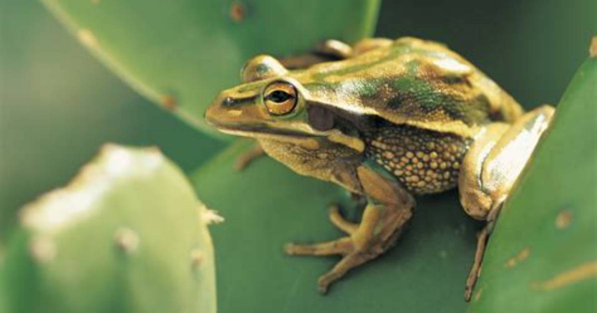 Where Is the Green and Golden Bell Frogs?