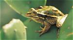 Where Is the Green and Golden Bell Frogs?
